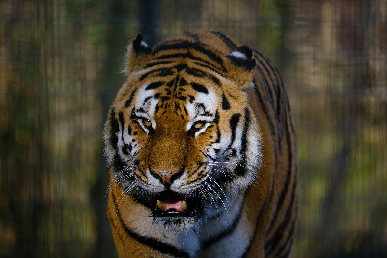 tiger, animal, mammal-7704598.jpg